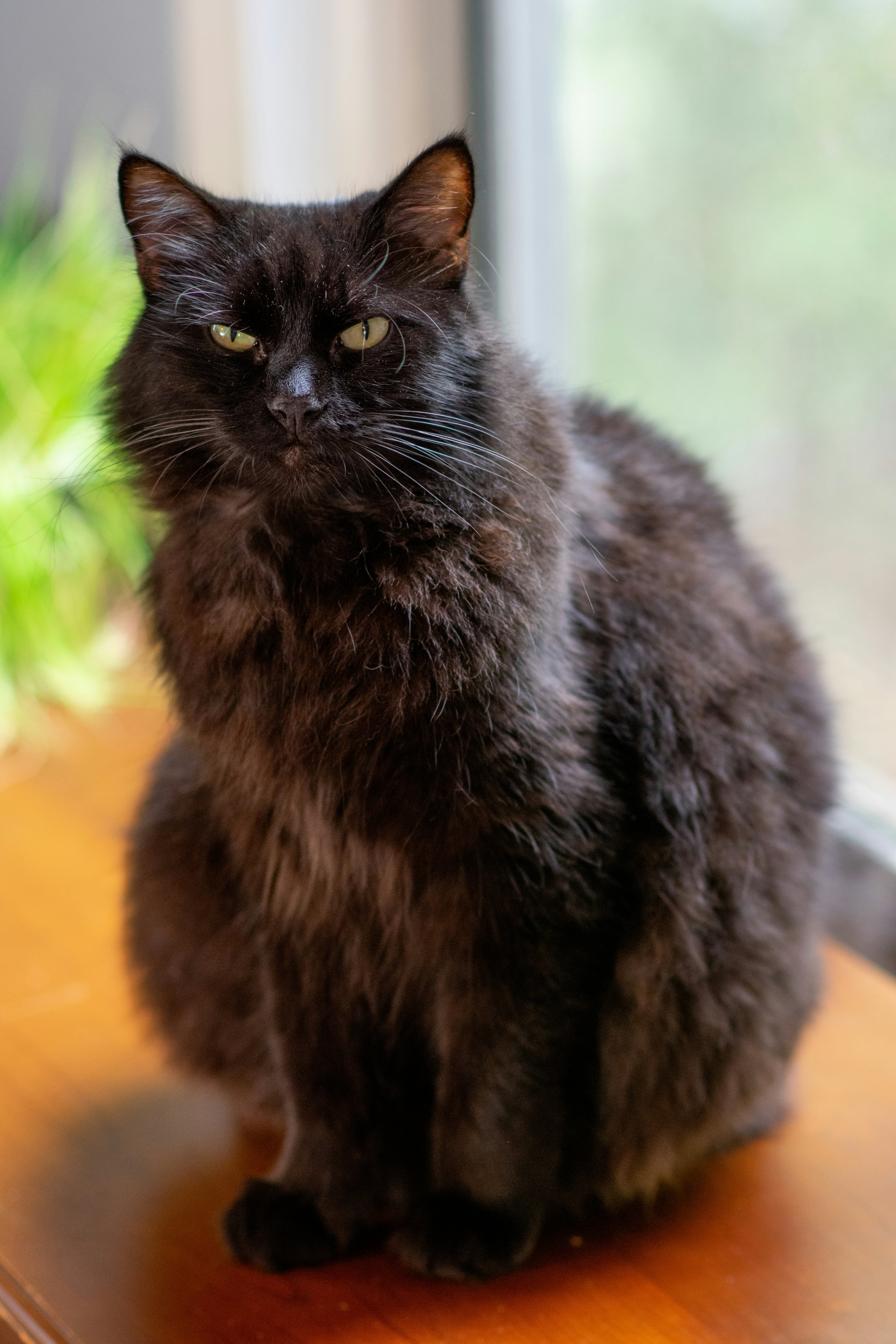black cat on orange textile